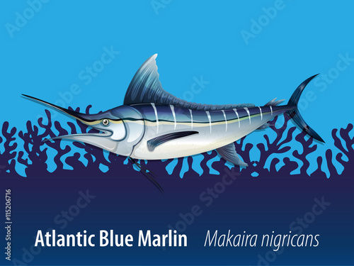 Atlantic blue marlin under the sea