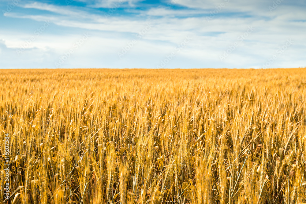 Fototapeta premium Yellow wheat field in Barossa