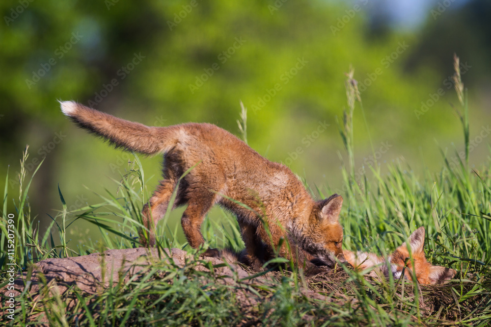 Two little Foxes playing