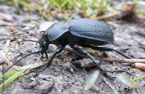 Black coloured ground beetle photo