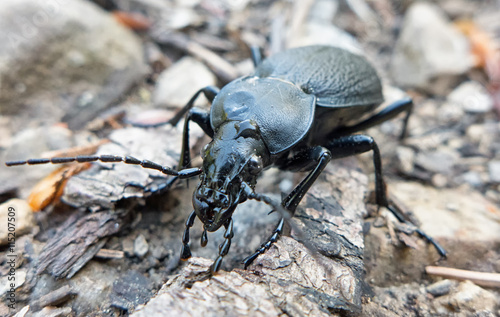 Black coloured ground beetle photo