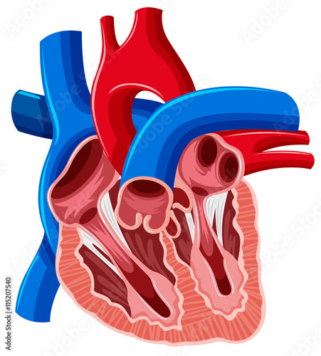 Inside diagram of human heart