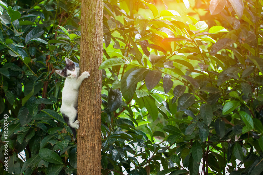 playful kitten climbing tree
