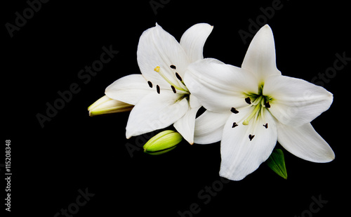White lily on a black