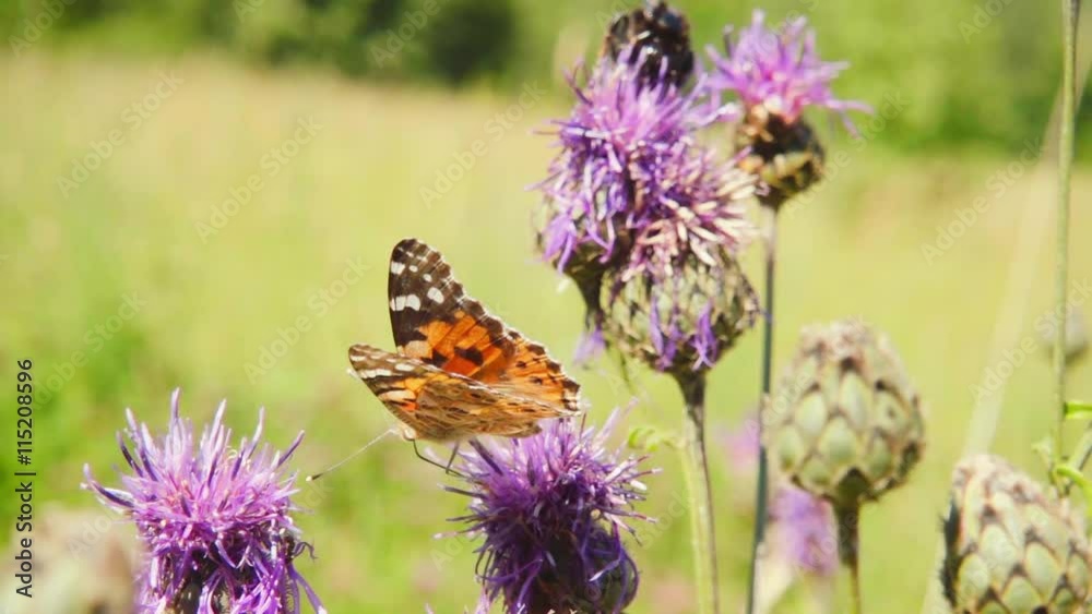 Butterfly collecting nectar from a flower and then takes off, slow motion Butterfly collecting nectar from a flower and then takes off, slow motion
