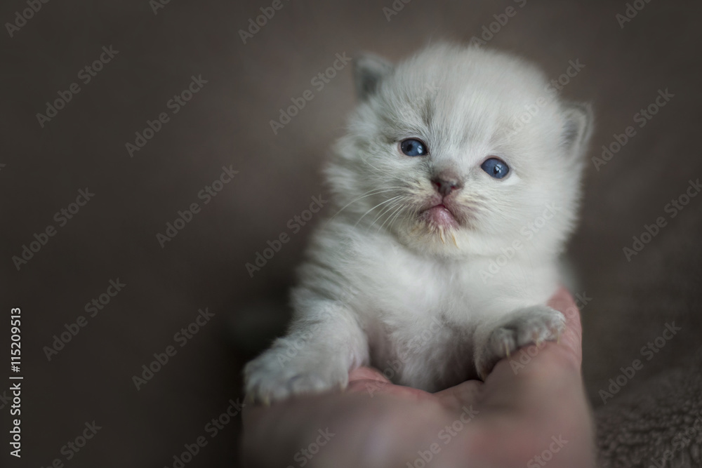 Ragdoll Kitten