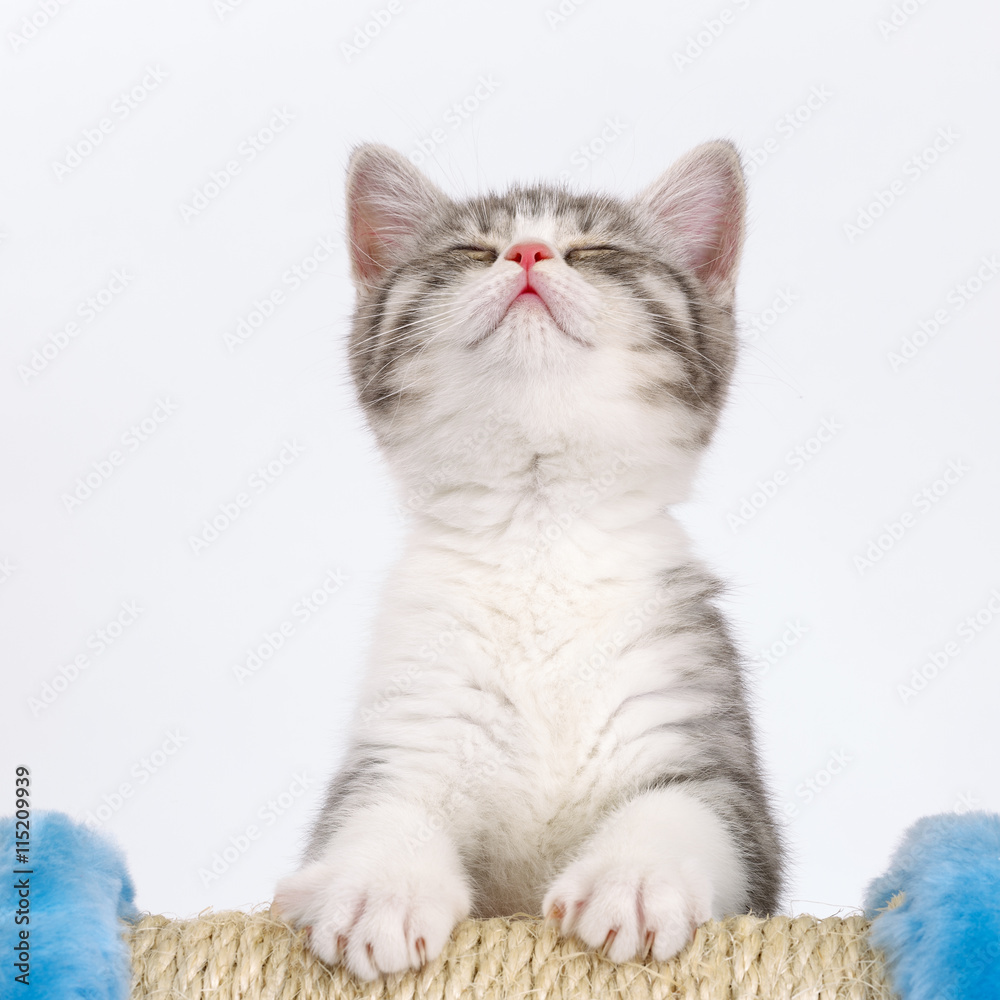 Pleased with gray kitten on a white background closed his eyes. Pleased with gray kitten on a white background closed his eyes.