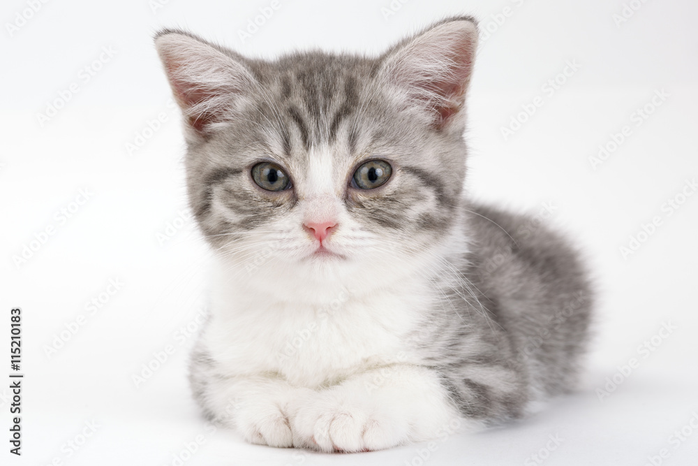 Gray kitten lies on a white background and looking straight ahea
