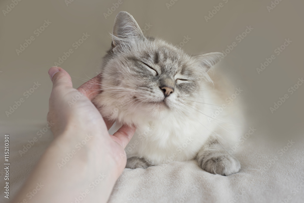 Fototapeta premium Blue Tabby Ragdoll Cat