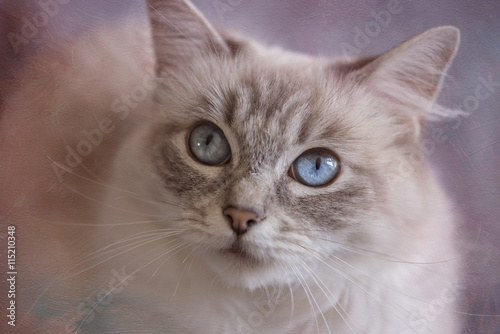 Blue Tabby Ragdoll Cat