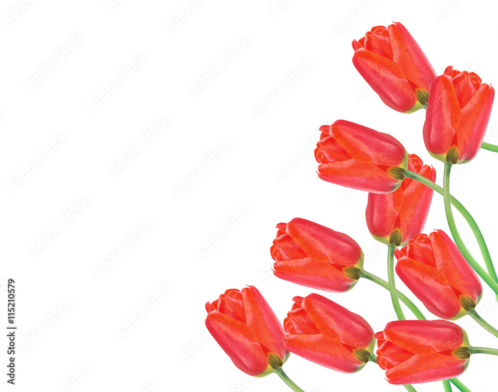 Red tulips and green leaves on white background. Flat lay, top v