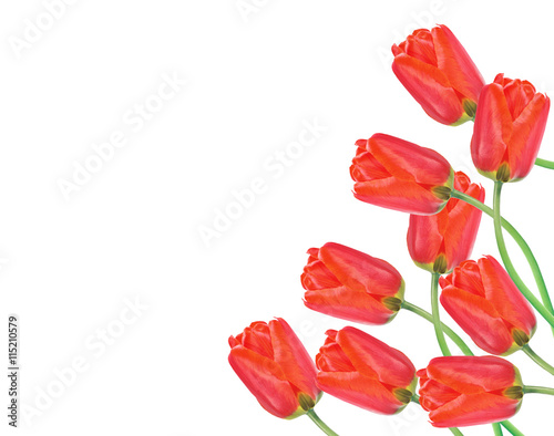 Red tulips and green leaves on white background. Flat lay  top v