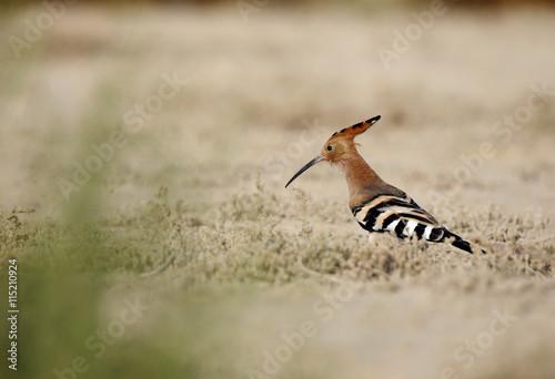 The hoopoe searching food in grasses