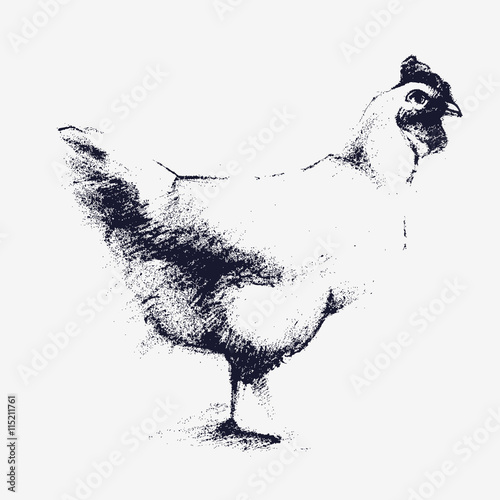 chicken charcoal vector