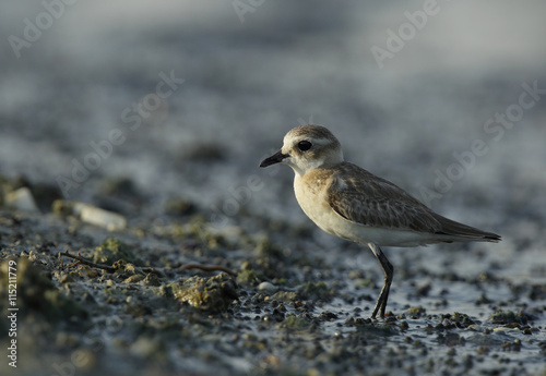 cloeup of the lesser sand plover