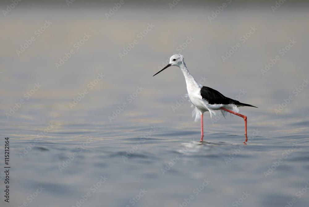 The black-winged wading in water The black-winged wading in water