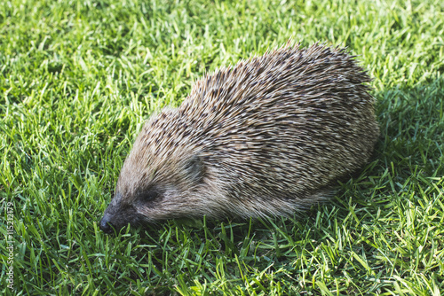 Hedgehog on a mountain meadow