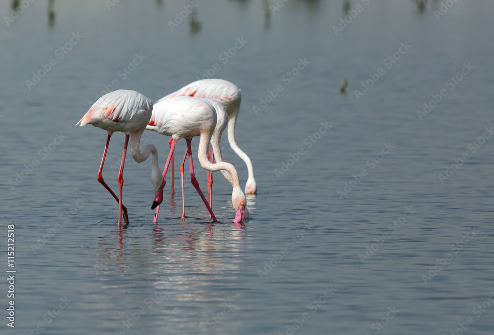 Greater Flamingos feeding in Low tide, Bahrain 