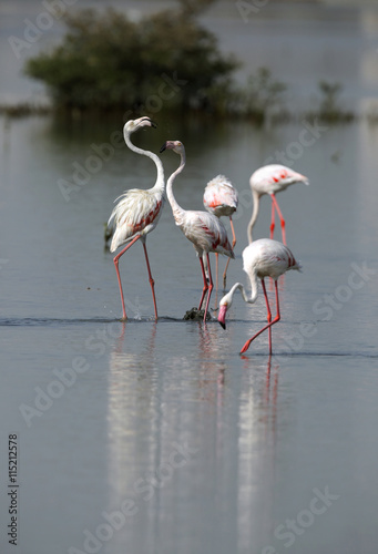Greater Flamingos  Bahrain