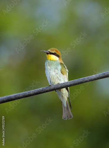 The European bee-eater 