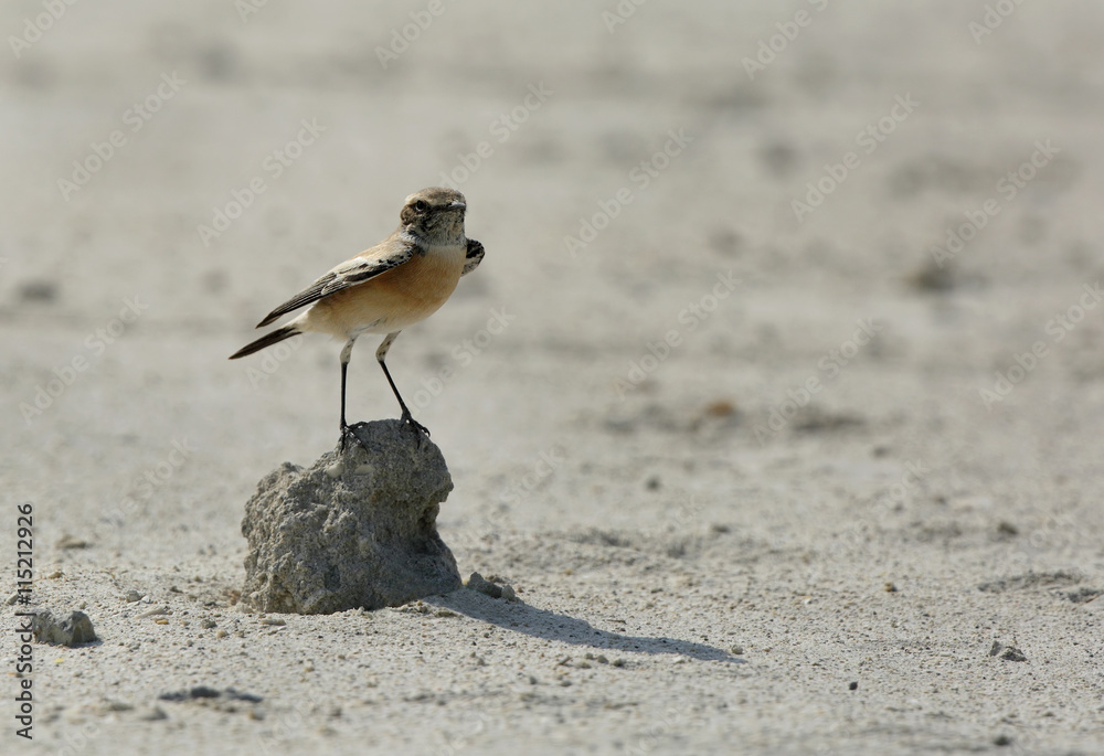 Desert wheatear on the rock, Bahrain Desert wheatear on the rock, Bahrain
