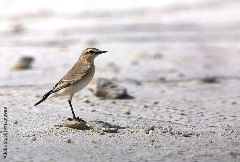 Isabelline Wheatear