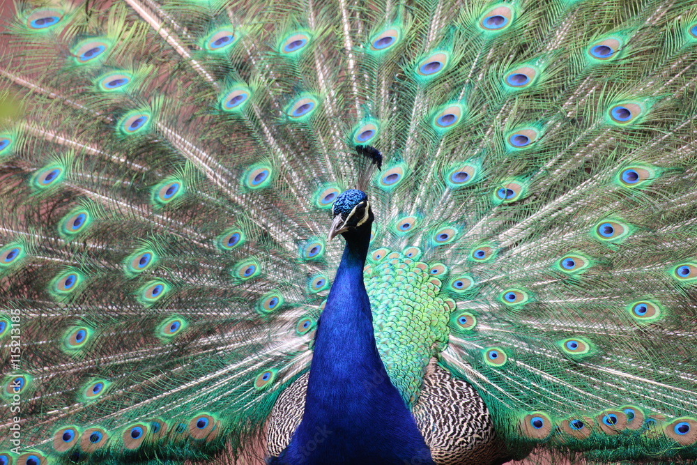 Naklejka premium Pfau