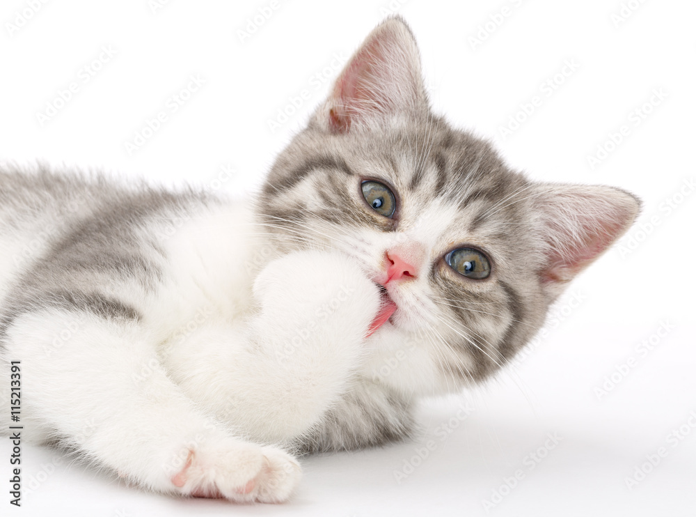 Gray kitten on a white background licking his paws and looking u