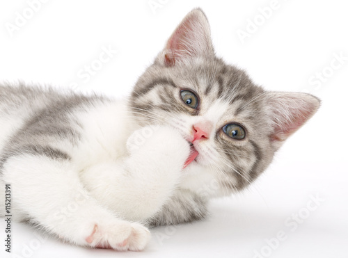 Gray kitten on a white background licking his paws and looking u