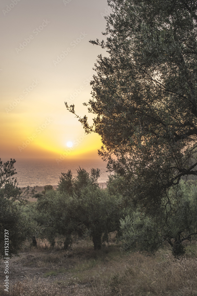 Olive trees, sea and sunset.