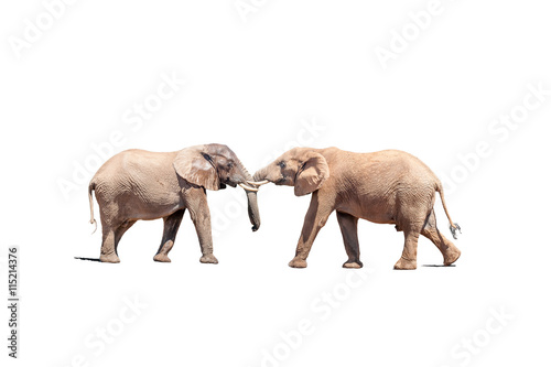 Elephant bulls in a test of strength isolated in white
