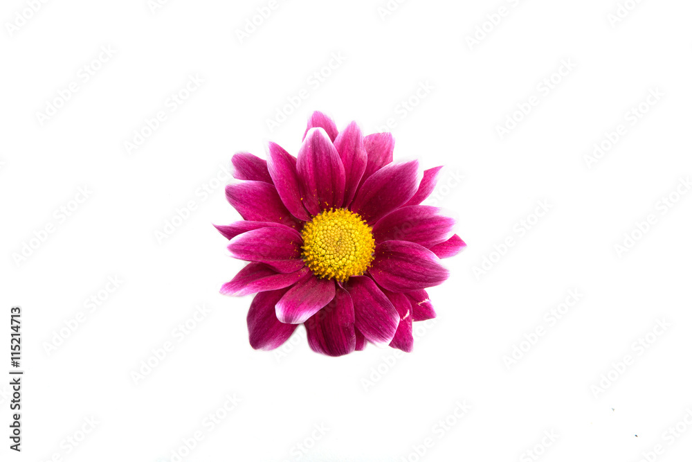 purple Chrysanthemums flower
