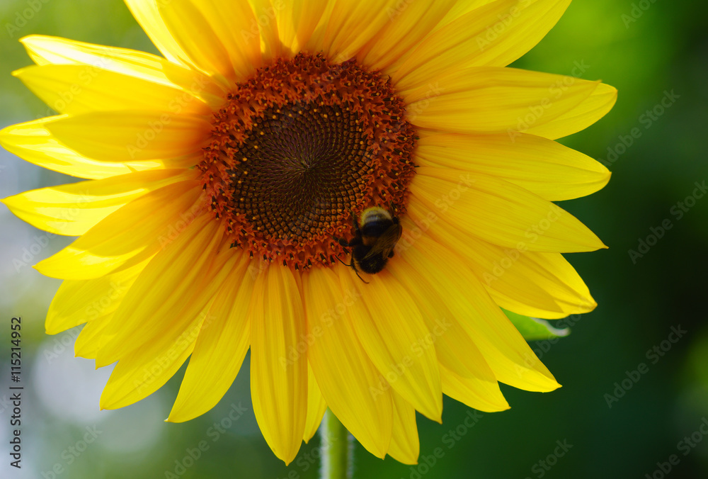 Close up of sunflower Close up of sunflower