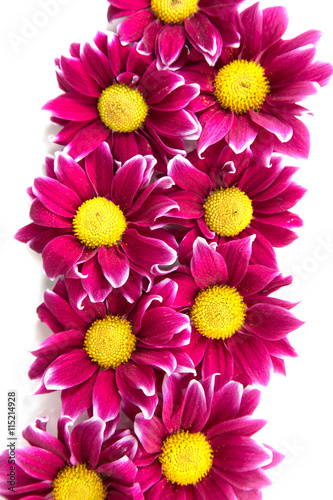 purple Chrysanthemums flowers