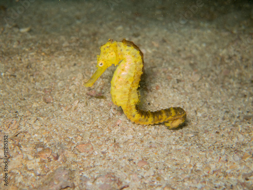 closed up the yellow seahorse in Myanmar divesite
