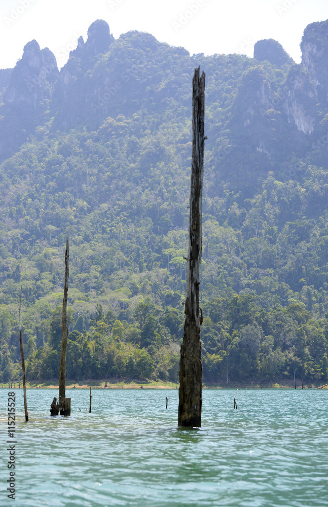 dead trees sticking out of the water dead trees sticking out of the water