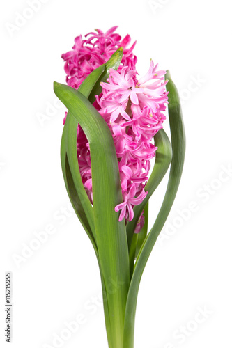 colorful bouquet from hyacinth arrangement centerpiece isolated