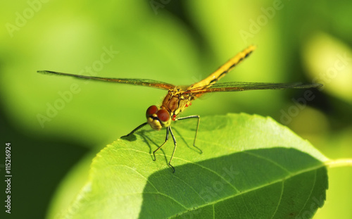 dragonfly on green leaf macro
