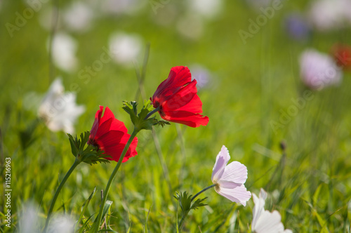 Spring red anemone on green grass meadow 