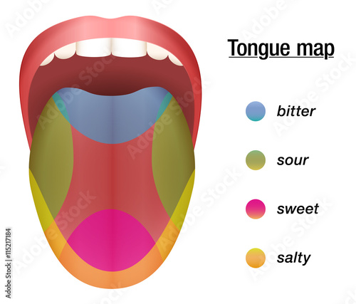 Taste map of the tongue with its four taste areas - bitter, sour, sweet and salty.