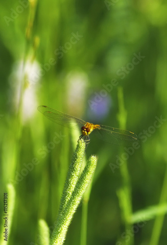 dragonfly on meadow