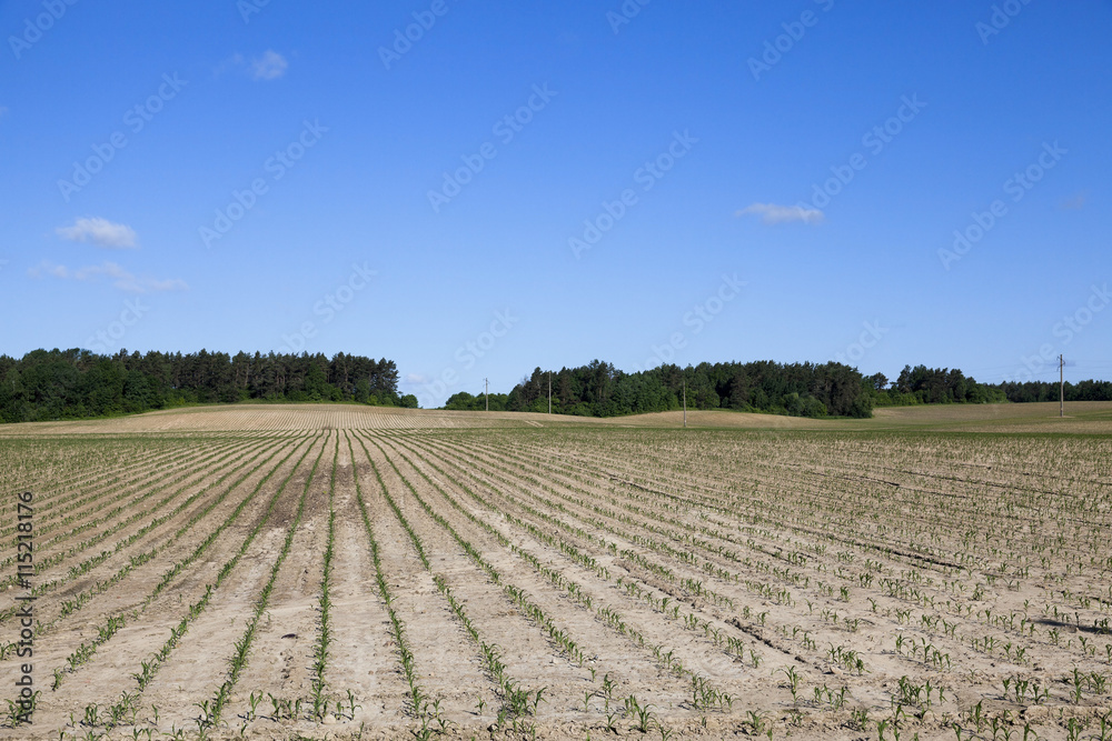 cracked earth in the field cracked earth in the field