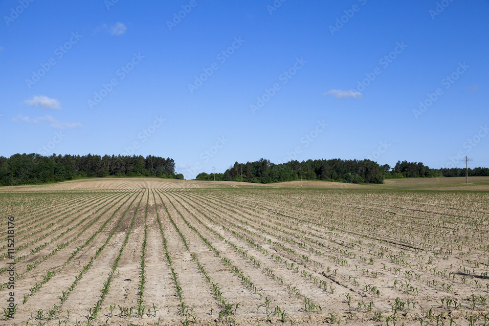 cracked earth in the field