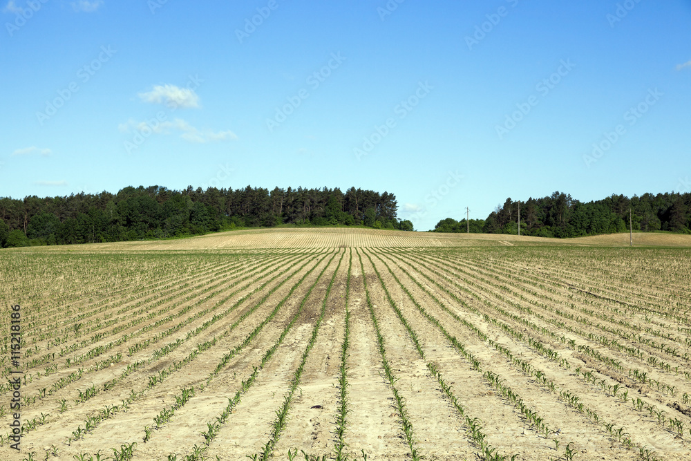 corn field, agriculture