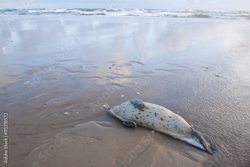 Young Common Seal stranded dead at a North Sea Beach