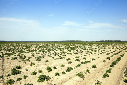 Agriculture, potato field