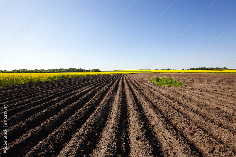 potato field , furrow potato field , furrow