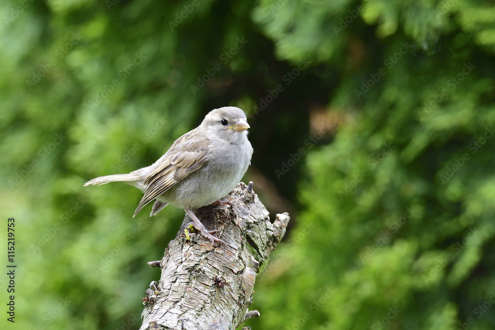 Fototapeta premium Junger Haussperling