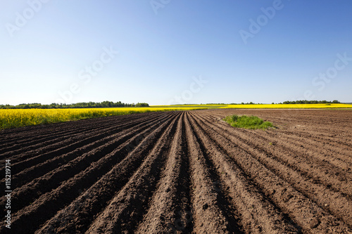 potato field , furrow