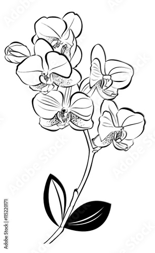 orchids. vector illustration. Isolated orchids on a white background. Orchids. Orchid flowers.